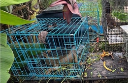Quản lý chặt hoạt động gây nuôi để bảo vệ động vật hoang dã