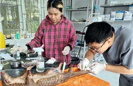 Quảng Trị cứu hộ 6 cá thể động vật hoang dã quý hiếm