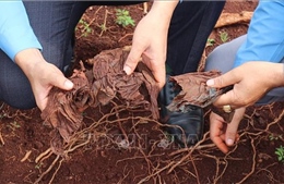 Phát hiện hai vị trí mộ tập thể cùng nhiều di vật có giá trị