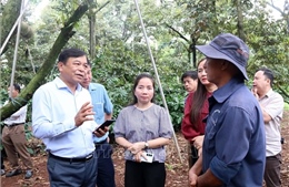 Tháo gỡ 'điểm nghẽn' về mã số vùng trồng sầu riêng - Bài cuối: 'Cuộc đua' tốc độ trước thềm mùa vụ
