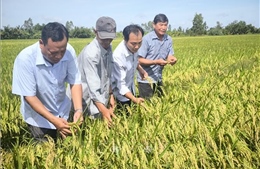 'Cầu nối' thúc đẩy sản xuất lúa chất lượng cao, phát thải thấp