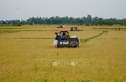 Nông dân tất bật thu hoạch lúa, chuẩn bị đón mùa nước nổi