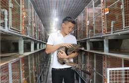 Nuôi chồn hương cho lợi nhuận từ 300 - 400 triệu đồng/năm
