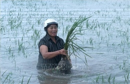 Ảnh hưởng bão số 4: Hưng Yên có hơn 3.600 ha lúa bị ngập úng