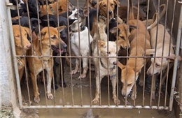 Làn sóng phản đối ăn thịt chó trên thế giới