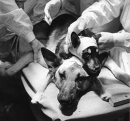 Thí nghiệm kỳ dị ghép đầu chó của nhà khoa học Liên Xô
