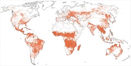 Từ Amazon, Siberia tới Indonesia, cả thế giới đang điêu đứng vì cháy rừng