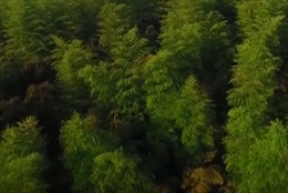 Trung Quốc – đất nước trồng nhiều cây nhất thế giới