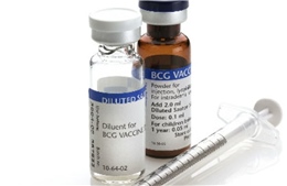 Vaccine phòng lao BCG - Hy vọng mới trong cuộc chiến chống COVID-19 tại nhiều nước?