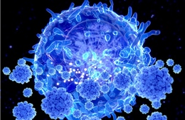 Tế bào T ‘sát thủ’ – Hy vọng trong cuộc chiến với biến thể mới của SARS-CoV-2