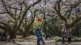Hoa anh đào Nhật Bản, Mỹ nở rộ sớm nhất trong 1.200 năm qua