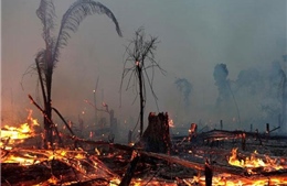 Cháy rừng, hạn hán khiến bệnh nhân COVID-19 ở Brazil càng khó hồi phục