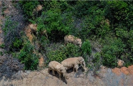 Bí ẩn đàn voi Trung Quốc di cư 500km bất thường từ rừng ra phố