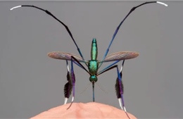 Ngắm bức ảnh chụp con muỗi ‘xinh đẹp’ nhất thế giới