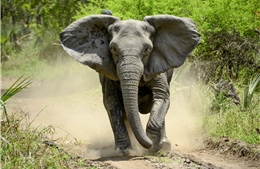Sợ bị săn trộm, voi ở Mozambique ‘không dám’ mọc ngà
