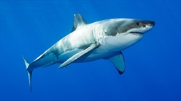 Nghiên cứu đầu tiên trên thế giới xác nhận lý do thực sự khiến cá mập trắng cắn người