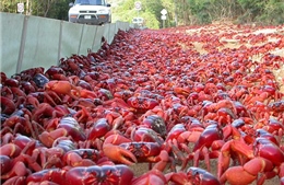 Hơn 50 triệu con cua đỏ ồ ạt di cư từ rừng ra biển, nhuộm đỏ đường sá