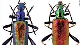 Từ bọ cánh cứng tới &#39;diệc địa ngục&#39;, điểm lại những loài mới được phát hiện năm 2021