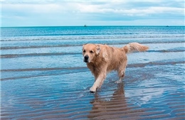 Hàng trăm con chó ốm bệnh bí ẩn sau khi đi dạo dọc bờ biển Anh