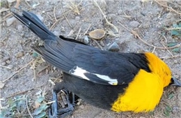 Khoảnh khắc hàng trăm con chim lao đầu xuống đất chết thảm không rõ nguyên nhân