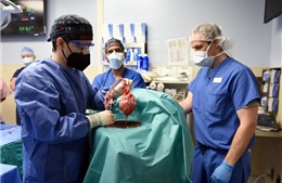 Bệnh nhân nhận tim lợn cấy ghép đầu tiên trên thế giới đã tử vong