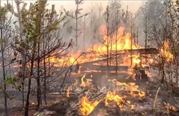 Cháy rừng hoành hành ở tỉnh Ryazan của Nga có thể là do phá hoại