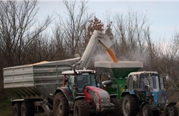 Nông dân Ukraine loay hoay thu hoạch ngô giữa chiến sự leo thang 