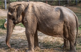 Ám ảnh với bức ảnh voi Thái Lan biến dạng sau 25 năm nai lưng phục vụ du khách