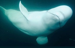 Phát hiện ‘cá voi gián điệp’ ngoài khơi bờ biển Thụy Điển