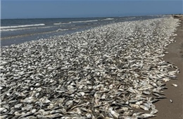Video xác hàng nghìn con cá phủ kín bờ biển Texas