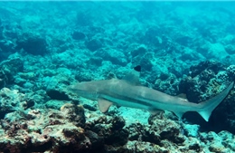 Ai Cập sẽ ướp xác con cá mập vừa cắn chết một người Nga