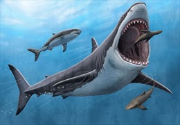 Tìm ra manh mối mới giải thích lý do siêu cá mập sát thủ Megalodon tuyệt chủng