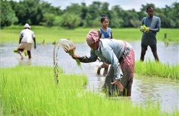 Những quốc gia nào sẽ bị ảnh hưởng nặng nhất khi Ấn Độ cấm xuất khẩu gạo?