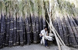 Sau gạo, thị trường lo ngại Ấn Độ có thể cấm xuất khẩu đường