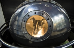 Cái kết buồn của chó Laika - sinh vật đầu tiên bay vào vũ trụ