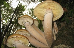 Nấm khổng lồ ở Oregon: Câu chuyện đáng kinh ngạc về sinh vật lớn nhất thế giới