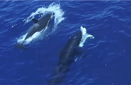 Video cá voi sát thủ liên tiếp săn cá mập trắng