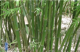 Trung Quốc tìm ra ‘vũ khí’ mới để chặn sa mạc hóa