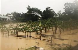Bộ NN&PTNT tập trung khôi phục sản xuất nông nghiệp sau mưa bão ở miền Trung