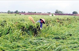 Ngành Nông nghiệp tập trung khắc phục hậu quả bão số 3