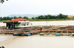 Ngành nuôi trồng thủy sản ở Quảng Ninh, Hải Phòng thiệt hại nặng nề do bão số 3