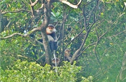 Cấp bách bảo tồn 3 loài động vật hoang dã tại Việt Nam
