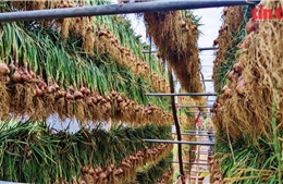 Hành, tỏi Kinh Môn trong hành trình trở thành cây trồng giá trị cao