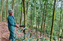 Kiến nghị tháo gỡ khó khăn về hoàn thuế VAT đối với gỗ rừng trồng