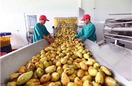Chế biến nông sản Việt: Nỗ lực vươn tầm khu vực