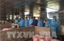 Hà Nội: Phòng để chống dịch tả lợn châu Phi tái phát