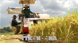 Bộ Nông nghiệp và Phát triển nông thôn thông tin kế hoạch sản xuất lúa, gạo năm 2020