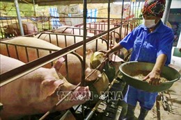 Đảm bảo nguồn cung thịt lợn cho dịp Tết Nguyên đán