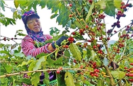 Nhân rộng cây cà phê Tây Bắc thông qua phát triển cộng đồng