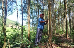 Bán tín chỉ giảm phát thải từ phát triển rừng